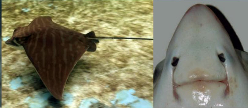 Pteromylaeus bobinus_04